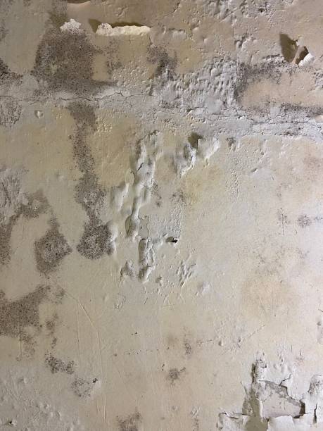 Best Office Mold Removal Services  in Kiel, WI