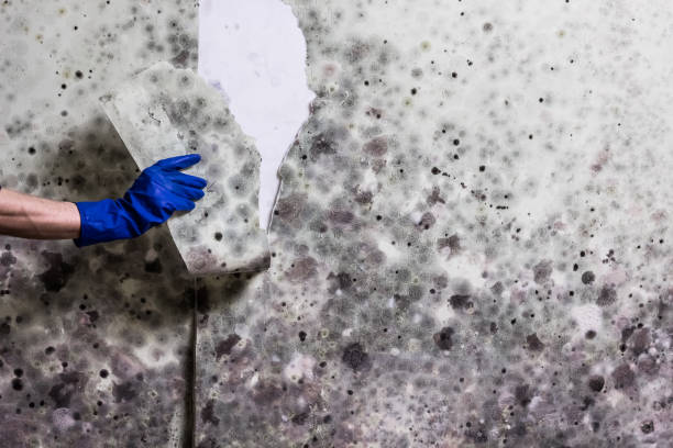 Best Certified Mold Removal  in Kiel, WI